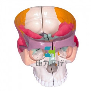“康為醫(yī)療”彩色顱底解剖放大