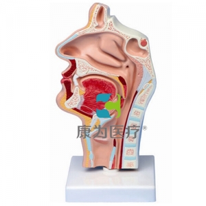 “康為醫(yī)療”鼻腔、口腔、喉、咽正中矢狀切面模型