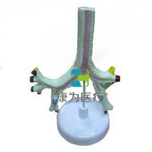 “康為醫(yī)療”氣管、支氣管及肺段支氣管模型