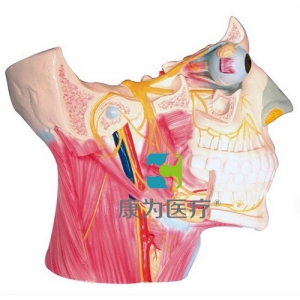 “康為醫(yī)療”腦神經(jīng)在頭頸部分布模型、十二對(duì)腦神經(jīng)