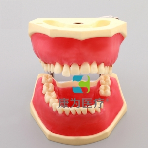 “康為醫(yī)療”牙周病實習模型