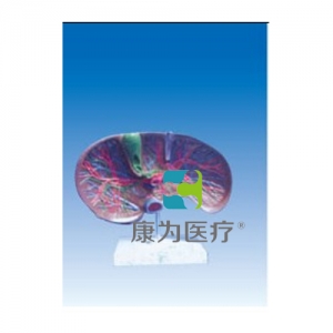 “康為醫(yī)療”肝膽解剖、甘血管、膽管的肝分布