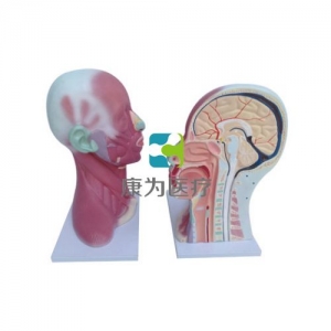“康為醫(yī)療”頭、頸肌肉局部解剖模型