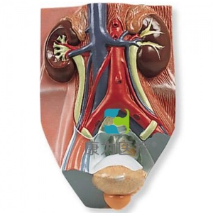 男性泌尿系統(tǒng)模型，實物的0.75倍