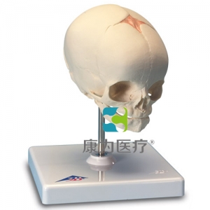 胎兒顱模型，置于基架