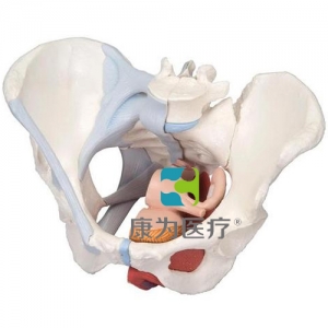 女性骨盆模型（配置韌帶組件，穿通盆底肌群及器官的正中矢狀切面），4分體