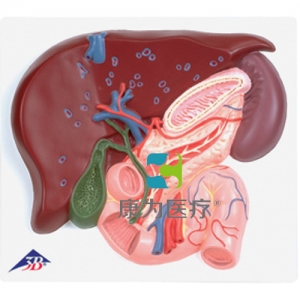 肝臟帶膽囊、胰和十二指腸模型