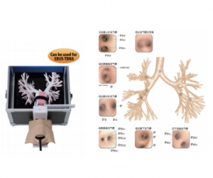 進口超聲波支氣管鏡模型，超聲波支氣管鏡訓練模型