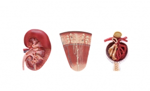 腎切面、腎單位、腎小球模型