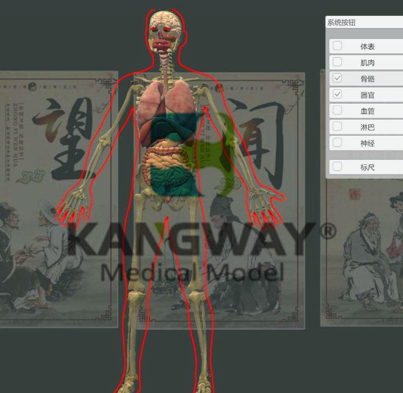 3D版人體穴位發(fā)光模型及進針演示系統(tǒng)