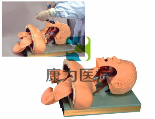 成人氣管插管訓(xùn)練模型