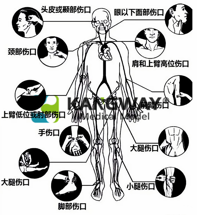 "康為醫(yī)療”成人全身指壓止血模擬人